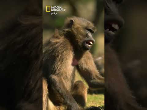 புல் அழிவதற்குள் வயிறு நிறைய உண்ண வேண்டும்! 🐒 #natgeo #GeladaMonkeys