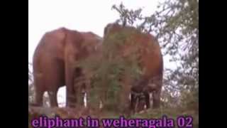 preview picture of video 'eliphant in weheragala jungle 02'