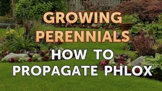 How to Propagate Phlox