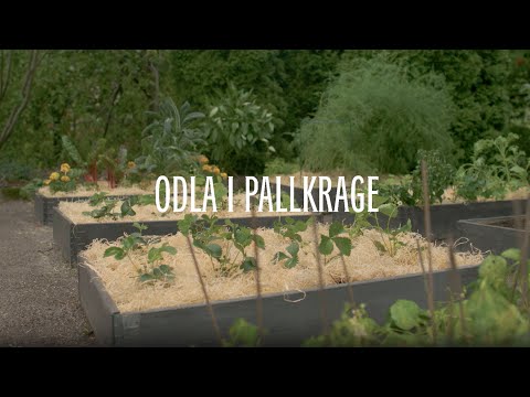 Odla ätbart enkelt i pallkrage