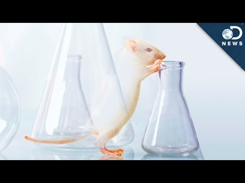 Scientists Made This Mouse Nearly Invisible!