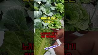 영하의 날씨 노지에 그냥 심은 상추와 뽁뽁이에 심은 상추 비교 #shorts #뽁뽁이비닐 #멀칭비닐