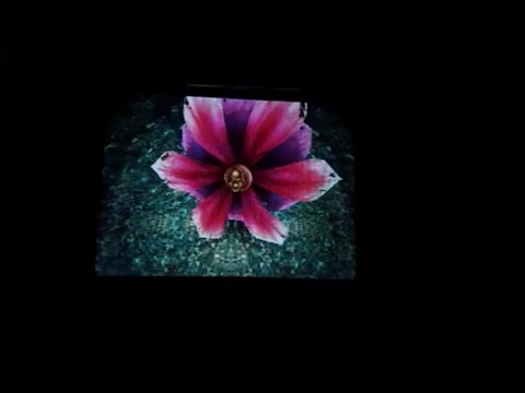 FF9 Perfect Game with Offensive Training B - 3 (Evil Forest)