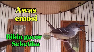 Download lagu Pancingan ciblek agar emosi. Ciblek kristal Gacor nembak ngebren variasi mp3 Download lagu Pancingan ciblek agar emosi. Ciblek kristal Gacor nembak ngebren variasi mp3