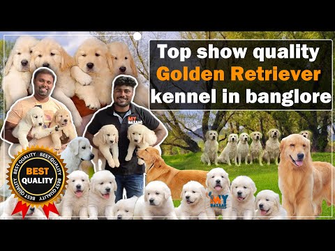 Top show quality golden retriever kennel in Bangalore | Happy golden dream kennel | @My_Bazaar