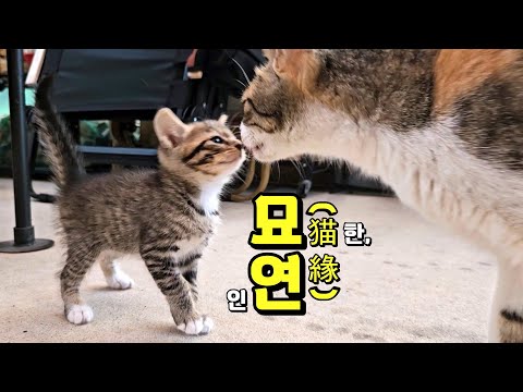 묘연(猫緣), 길고양이가 맺어준 소중한 인연들