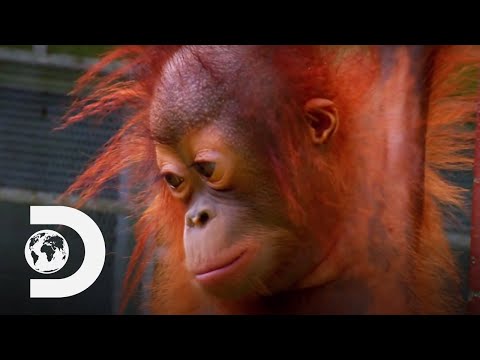 Peanut, the Baby Orangutan Trains to Return to Nature