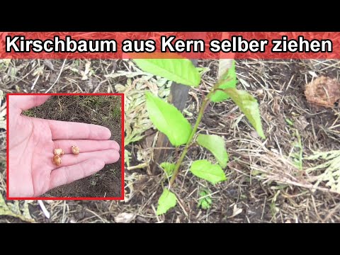 Kirschbaum aus Kern selber ziehen – Kirschbäume aus Samen selbst vermehren – Kirschkerne einpflanzen