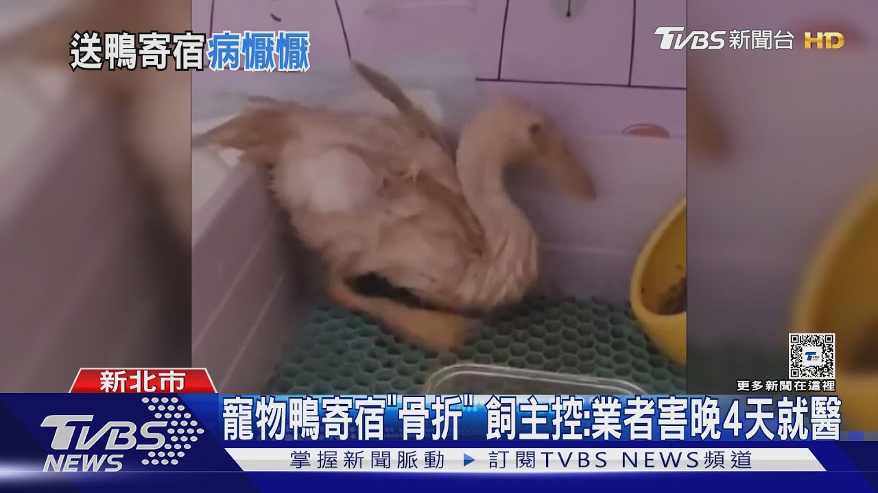 寵物鴨寄宿「骨折」　飼主控：業者害晚4日就醫