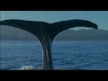 The Blue Planet 2001 Sperm Whale Screen Time