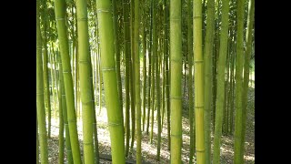 investire nella coltivazione del bambù gigante