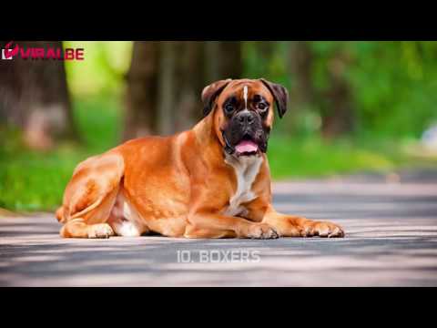 Top 20 Most Popular Dog Breeds in America