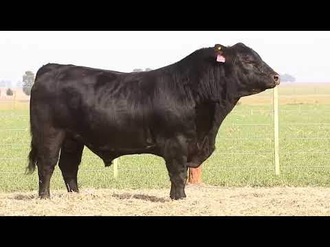 Toro AA PP - RP1884 - Lote #7 - Remate Online La Torcacita - 20.08.2021