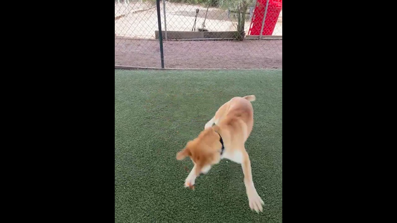 Enlarge Element, a Adoptable mixed breed in Riverside, CA video 6/6