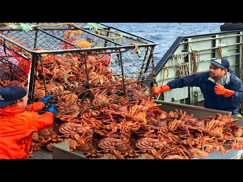 Amazing Catch Hundreds Tons Alaska King Crab On the Sea - Amazing Crab Fishing With Modern Boat