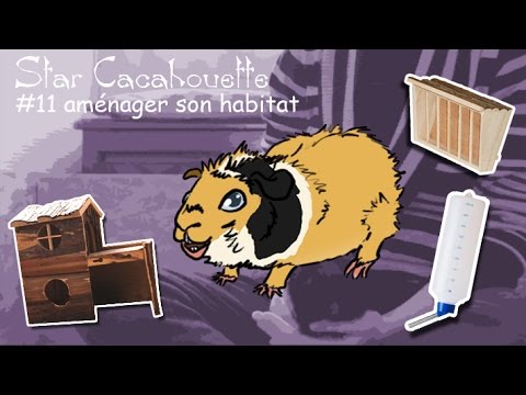 StarCacahouette #11 aménagement de la cage de son cochon d'Inde : les bases