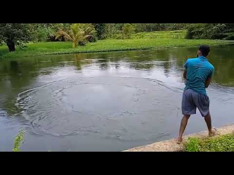 Most Satisfying Cast Net Fishing video in a Canel in srilanka