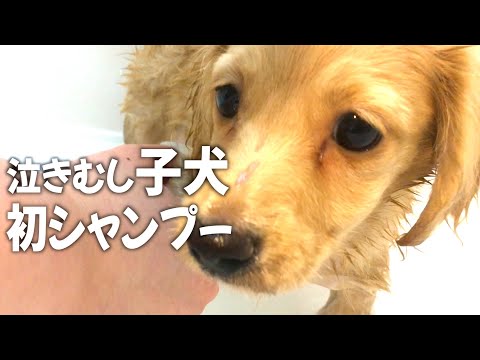 生後2ヶ月の子犬をお風呂に入れてもいいですか?