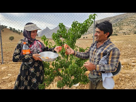 Harvesting the first crop from our garden! First peach harves [#anisa-Anisa]