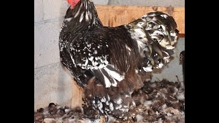 Black Mottled Brahma Horoz