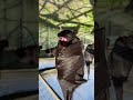 Bat in daytime #shorts #pet #cute #bat