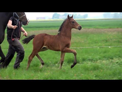 *2020 Hengst von Fürstenball - Roadster