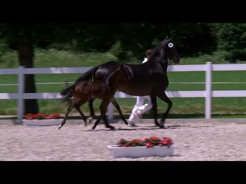 Soehner, Foundation-Diamond Hit