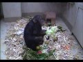 Nina Has An Afternoon Snack And Has A New Shirt To Play With 01 16 2013