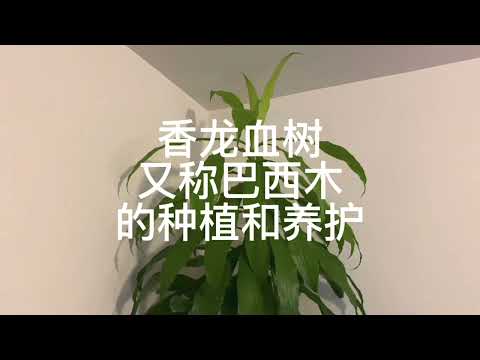 巴西植物