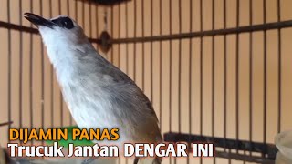 Download lagu Trucuk BETINA memanggil Jantan Suara Birahi Ngecuplik 100% pancingan trucukan gacor agar BUNYI EMOSI mp3
