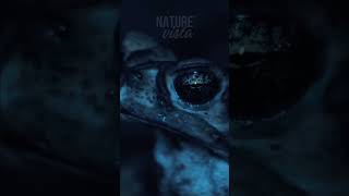 Sapo e Rãs: Desvendando a Voz da Natureza em Meio à Escuridão! #documentário #natureza #vidaselvagem