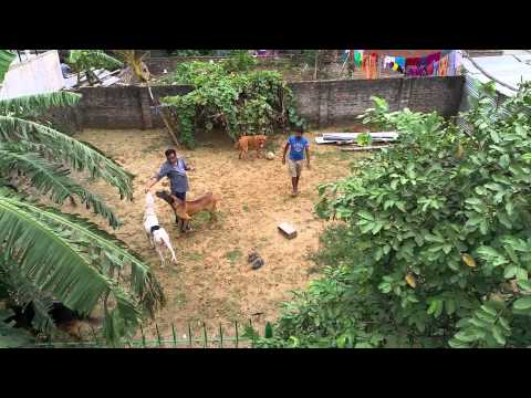 Asif & his dogs squad