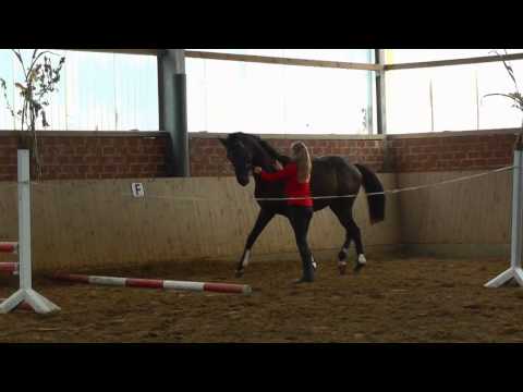 Cornet Fire TF (Captain Fire x Cornet Obolensky)