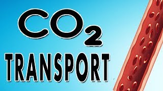 Transport of Carbon Dioxide in Blood