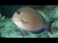 Facts: The Brown Surgeonfish