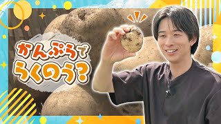 【澤夏が楽農を実践!】体の負担を減らすラクな姿勢でかんぷらを収穫