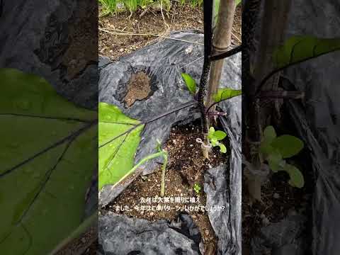 野菜の豊作を促すコンパニオンプランツを知ることがなぜ重要なのでしょうか?  庭園