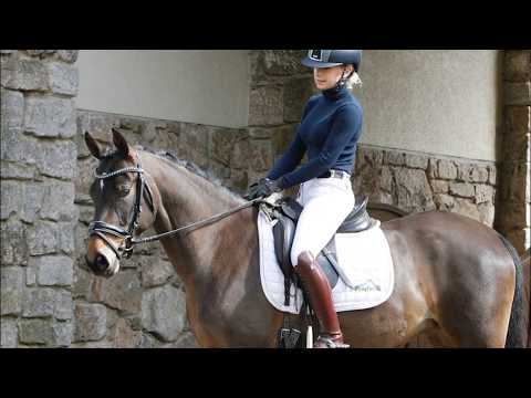 DANCING DIVA 4j. braune Stute v. Dance for me - Night Power