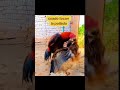 halcón vs gallo asil
