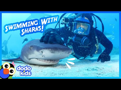 Huge Tiger Shark Loves Head Scratches, Like A Puppy | For The Love Of The Wild | Dodo Kids