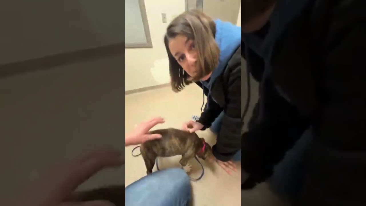 Enlarge Caribou - super loving snuggly gentle little girl!, a ADOPTABLE mixed breed in Oshkosh, WI video 3/3