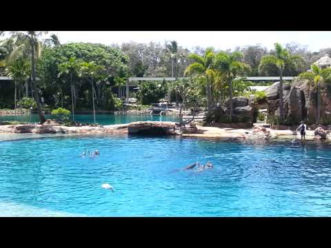 Dolphin show of Sea World, Gold Coast
