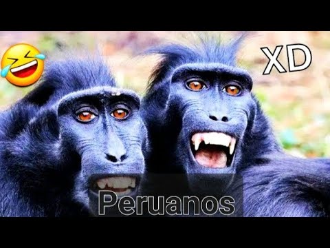SI TE RÍES PIERDES 24 😂 [Videos Graciosos Para Iniciar El Año] 🤣