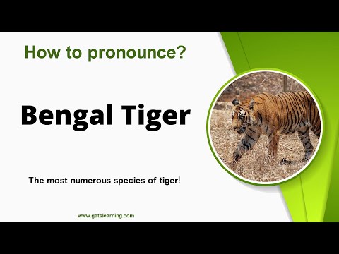 How to pronounce (Bengal Tiger) Correctly in English