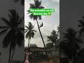 Save Trees Save Our Life Tree Environment Sad Emotional Trendingshorts Youtubeshorts