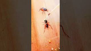 Download lagu Adu Jangkrik Paling Sadis#short mp3 Download lagu Adu Jangkrik Paling Sadis#short mp3