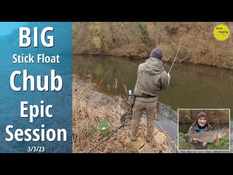 Huge Avon Chub On The Float - Stick Float Trotting - River Fishing - 3/3/23 (Video 390)