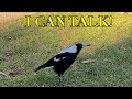 Talking wild Australian magpie REAL! Please hit the like button
