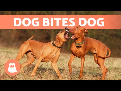 YouTube video about: What happens if my dog bites another dog in florida?