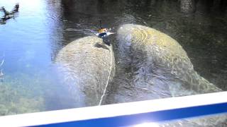 preview picture of video 'Manatees in Wakulla Springs FL'
